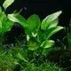 Echinodorus fluitans - RA koszyk du�y XXL