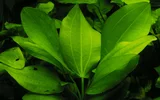 Echinodorus fluitans - RA koszyk du�y XXL
