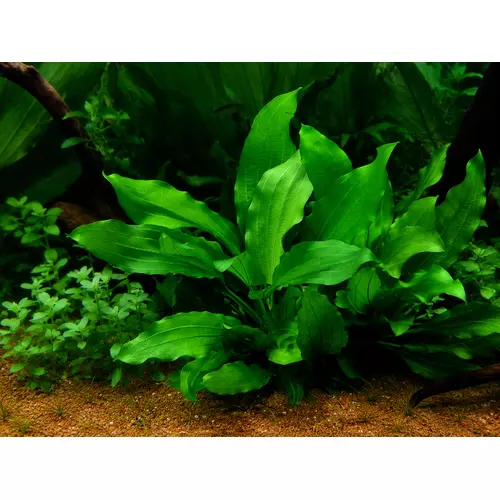 Echinodorus Gabrielii