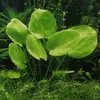 Echinodorus grandiflorus - RA koszyk du�y XXL