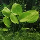 Echinodorus grandiflorus - RA koszyk du�y XXL