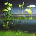 Echinodorus grandiflorus - RA koszyk du�y XXL