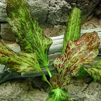 Echinodorus Green Flame