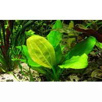 Echinodorus harbich