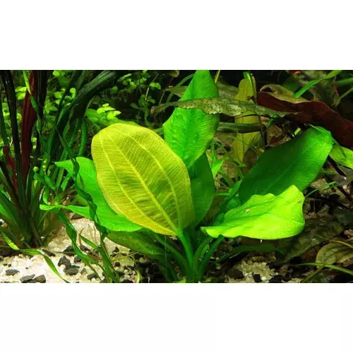 Echinodorus harbich