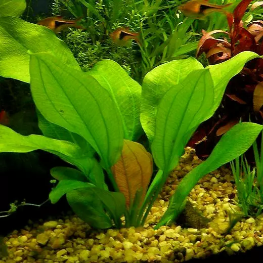 Echinodorus Harbich - RA koszyk XXL