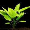Echinodorus horizontalis sp. - RA koszyk du�y XXL