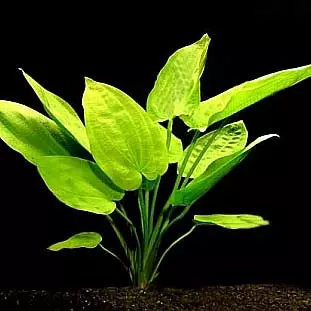 Echinodorus horizontalis sp. - RA koszyk du�y XXL