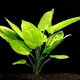 Echinodorus horizontalis sp. - RA koszyk du�y XXL