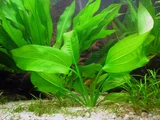 Echinodorus horizontalis sp. - RA koszyk du�y XXL