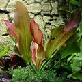 Echinodorus Hot Pepper - RATAJ (koszyk)