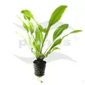 Echinodorus Hot Pepper - RATAJ (koszyk)