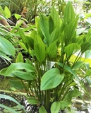 Echinodorus inpai