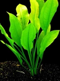 Echinodorus inpai