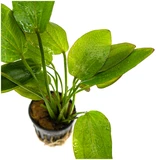 Echinodorus inpai