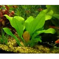 Echinodorus Jan Harbich - RATAJ (koszyk)
