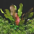 Echinodorus Kleiner Bar - RATAJ (koszyk)