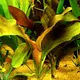 Echinodorus Lena - RA koszyk XXL
