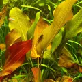 Echinodorus Lena - RA koszyk XXL