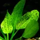 Echinodorus leopard - RA koszyk XXL