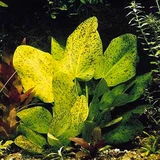 Echinodorus leopard - RA koszyk XXL