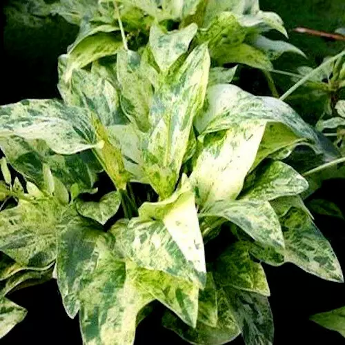Echinodorus Marble Queen - RA koszyk XXL