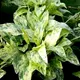 Echinodorus Marble Queen - RA koszyk XXL