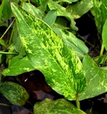 Echinodorus Marble Queen - RA koszyk XXL