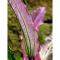 Echinodorus Oriental  - koszyk