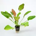 Echinodorus Oriental  - koszyk