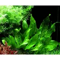 Echinodorus Ozelot Green - TROPICA (koszyk)