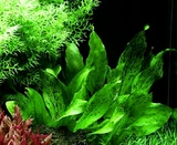 Echinodorus Ozelot Green - TROPICA (koszyk)