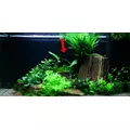 Echinodorus Ozelot Green - TROPICA (koszyk)