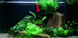 Echinodorus Ozelot Green - TROPICA (koszyk)