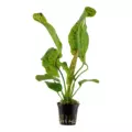 Echinodorus Ozelot Green - TROPICA (koszyk)