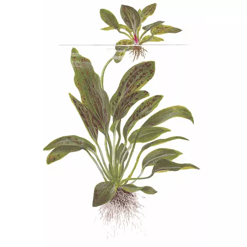 Echinodorus Ozelot Green - TROPICA (koszyk)
