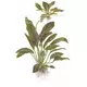 Echinodorus Ozelot Green - TROPICA (koszyk)