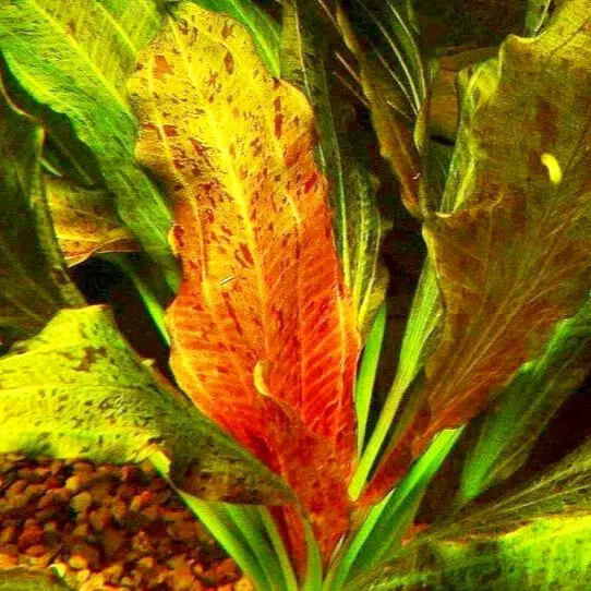 Echinodorus Ozelot RED - RA koszyk XXL