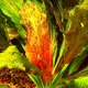 Echinodorus Ozelot RED - RA koszyk XXL