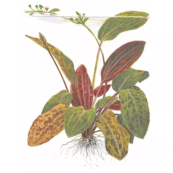 Echinodorus Ozelot - TROPICA (koszyk)