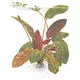 Echinodorus Ozelot - TROPICA (koszyk)