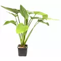 Echinodorus palaefolius - matecznik TROPICA (koszyk XL)