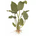Echinodorus palaefolius - matecznik TROPICA (koszyk XL)