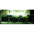 Echinodorus palaefolius - matecznik TROPICA (koszyk XL)