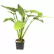 Echinodorus palaefolius - matecznik TROPICA (koszyk XL)