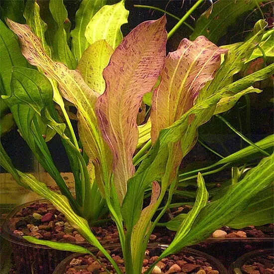 Echinodorus Pyton - RA koszyk XXL
