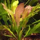 Echinodorus Pyton - RA koszyk XXL