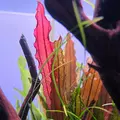 Echinodorus Red Diamond - TROPICA (koszyk)