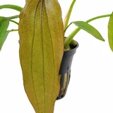 Echinodorus Red Diamond - TROPICA (koszyk)
