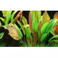 Echinodorus Red Diamond - TROPICA (koszyk)